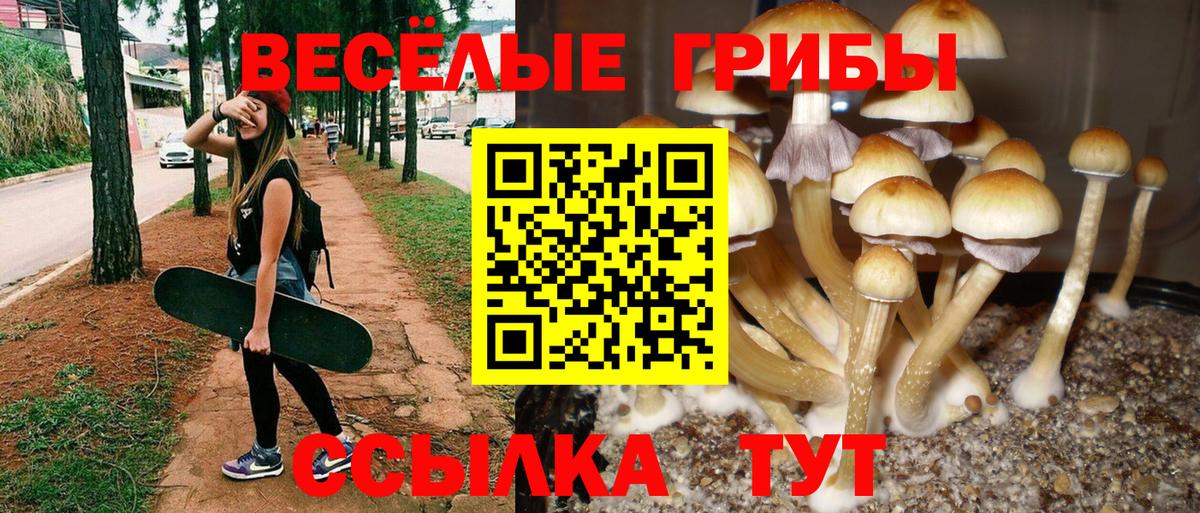 Псилоцибиновые грибы мицелий Кириши